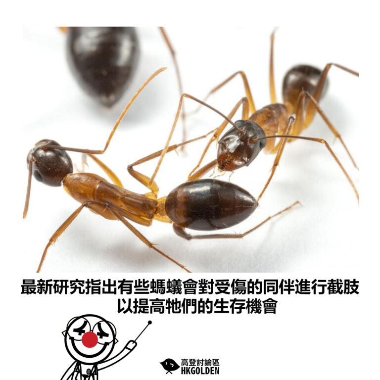【最新研究指出有些螞蟻會對受傷的同伴進行截肢 以提高牠們的生存機會 】