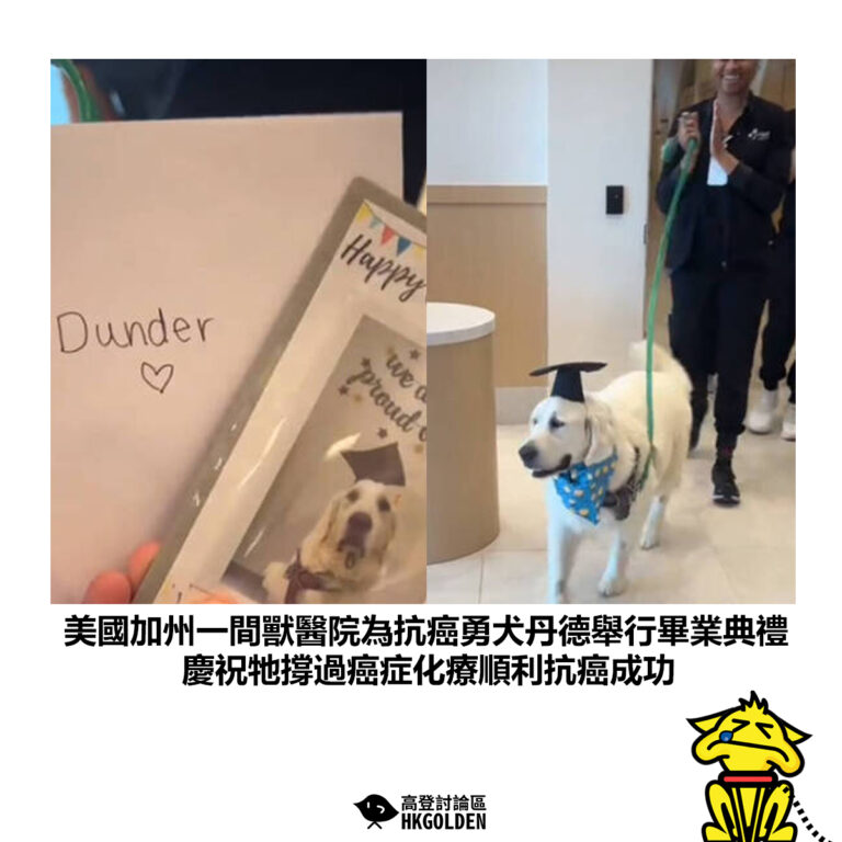 【美國加州一間獸醫院為抗癌勇犬丹德舉行畢業典禮 慶祝牠撐過癌症化療順利抗癌成功】