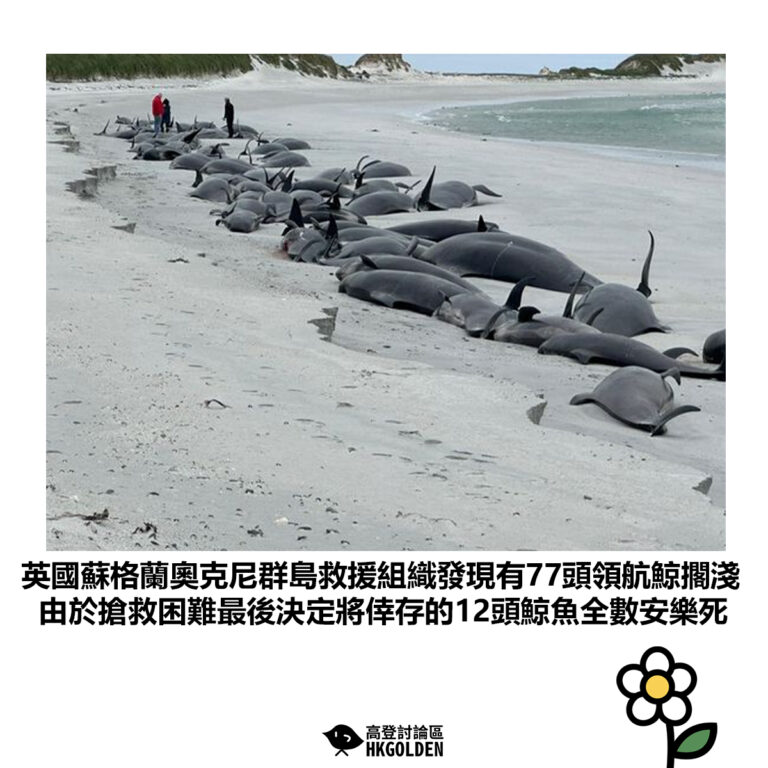 【英國蘇格蘭奧克尼群島救援組織發現有77頭領航鯨擱淺 由於搶救困難最後決定將倖存的12頭鯨魚全數安樂死】