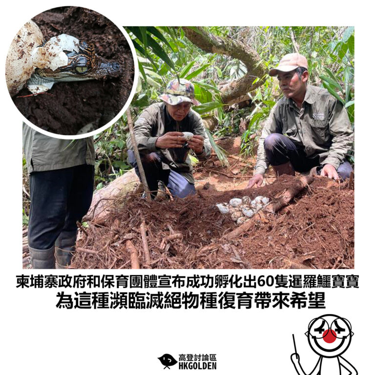 【柬埔寨政府和保育團體宣布成功孵化出60隻暹羅鱷寶寶 為這種瀕臨滅絕物種保育帶來希望】