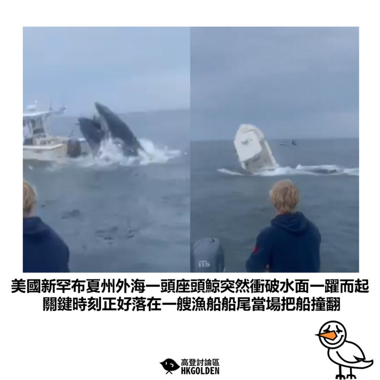 【美國新罕布夏州外海一頭座頭鯨突然衝破水面一躍而起 關鍵時刻正好落在一艘漁船船尾當場把船撞翻】