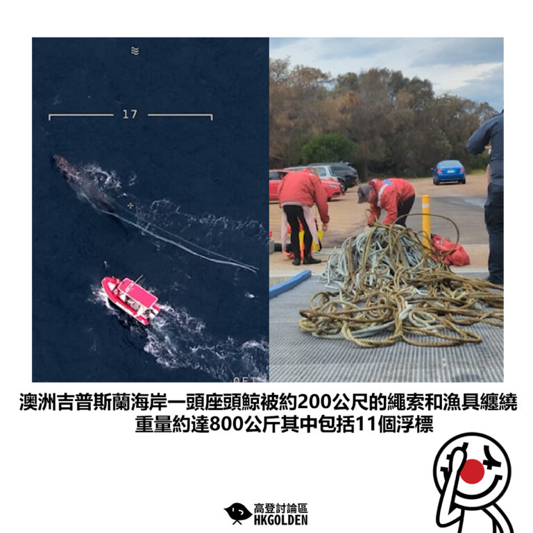 【澳洲吉普斯蘭海岸一頭座頭鯨被約200公尺的繩索和漁具纏繞 重量約達800公斤其中包括11個浮標】