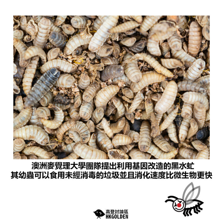 【澳洲麥覺理大學團隊提出利用基因改造的黑水虻 其幼蟲可以食用未經消毒的垃圾並且消化速度比微生物更快】