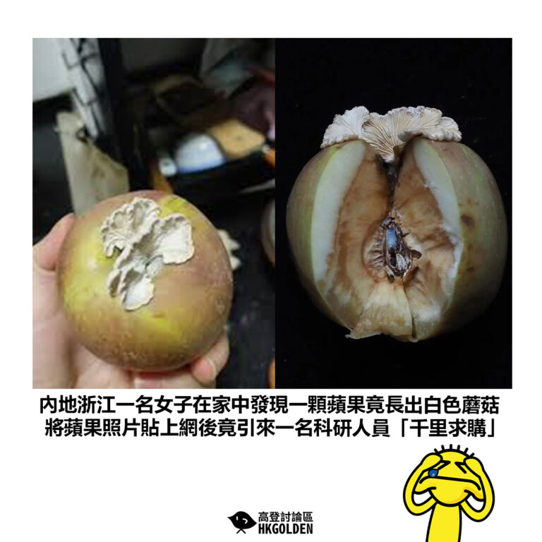 【內地浙江一名女子在家中發現一顆蘋果竟長出白色蘑菇 將蘋果照片貼上網後竟引來一名科研人員「千里求購」】