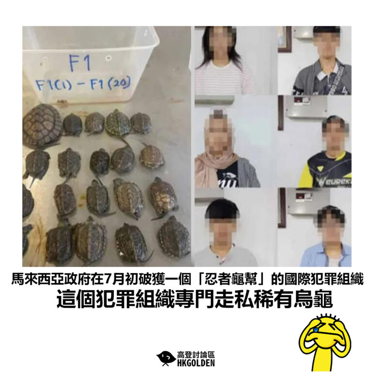 【馬來西亞政府在7月初破獲一個「忍者龜幫」的國際犯罪組織 這個犯罪組織專門走私稀有烏龜 】