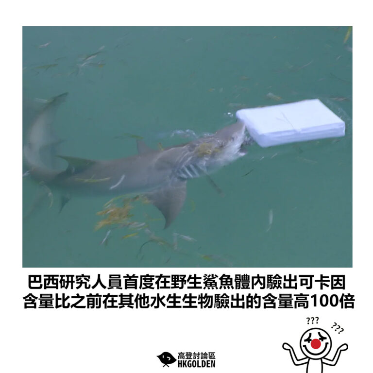 【巴西研究人員首度在野生鯊魚體內驗出可卡因 含量比之前在其他水生生物驗出的含量高100倍】