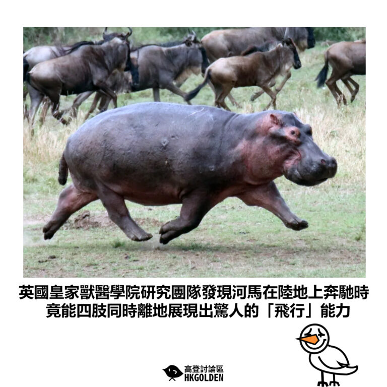 【英國皇家獸醫學院研究團隊發現河馬在陸地上奔馳時 竟能四肢同時離地展現出驚人的「飛行」能力】