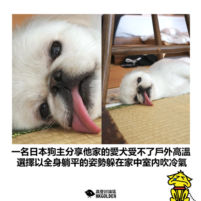 【一名日本狗主分享他家的愛犬受不了戶外高溫 選擇以全身躺平的姿勢躲在家中室內吹冷氣】