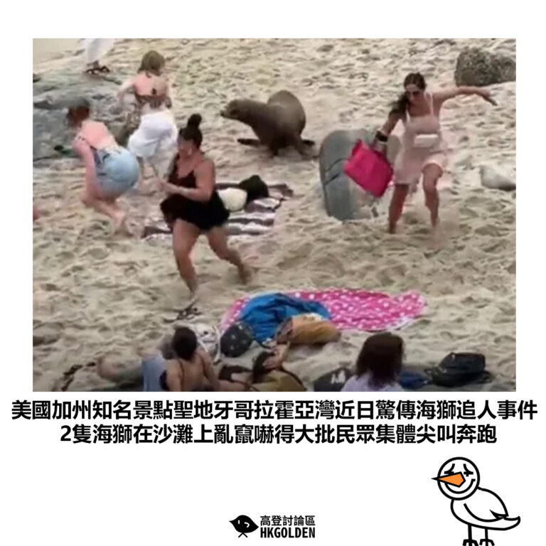 【美國加州知名景點聖地牙哥拉霍亞灣近日驚傳海獅追人事件 2隻海獅在沙灘上亂竄嚇得大批民眾集體尖叫奔跑】