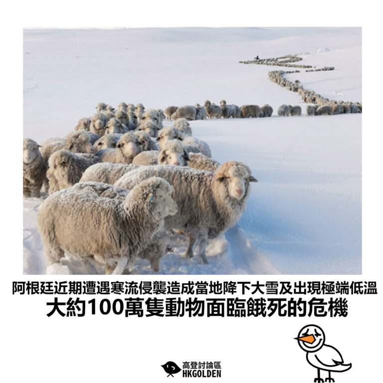【阿根廷近期遭遇寒流侵襲造成當地降下大雪及出現極端低溫 大約100萬隻動物面臨餓死的危機】