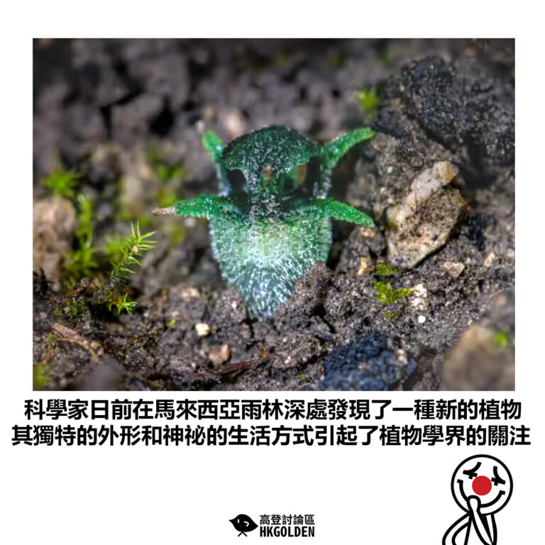 【科學家日前在馬來西亞雨林深處發現了一種新的植物 其獨特的外形和神祕的生活方式引起了植物學界的關注】