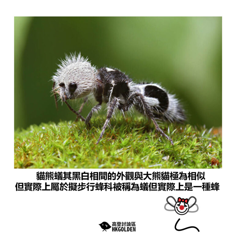 【貓熊蟻其黑白相間的外觀與大熊貓極為相似 但實際上屬於擬步行蜂科被稱為蟻但實際上是一種蜂】