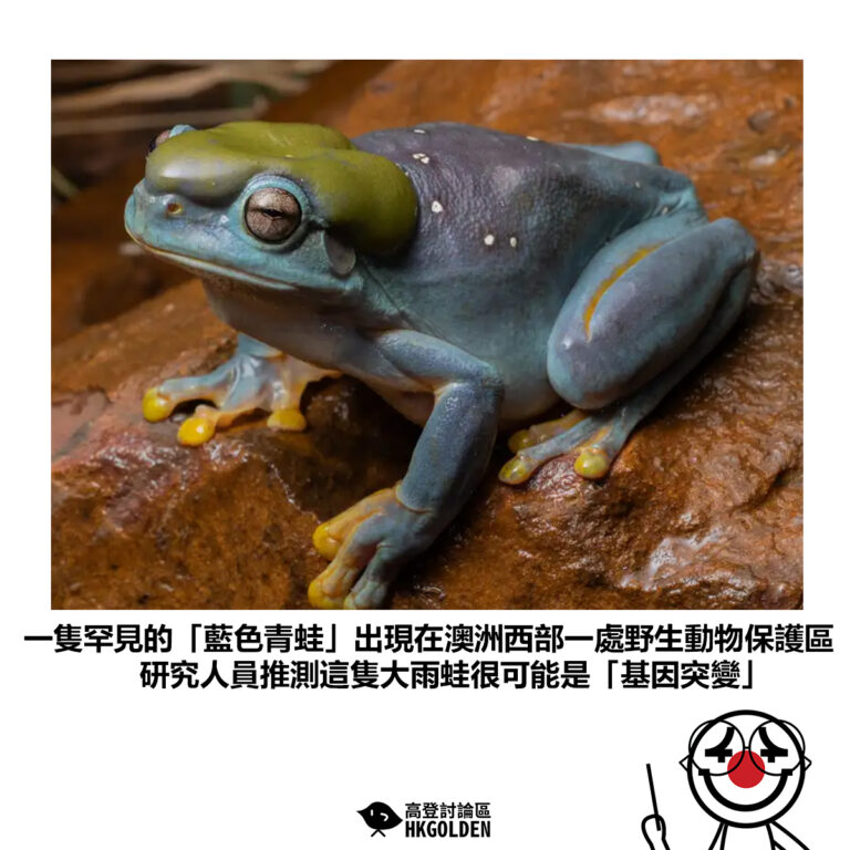 【一隻罕見的「藍色青蛙」出現在澳洲西部一處野生動物保護區 研究人員推測這隻大雨蛙很可能是「基因突變」】