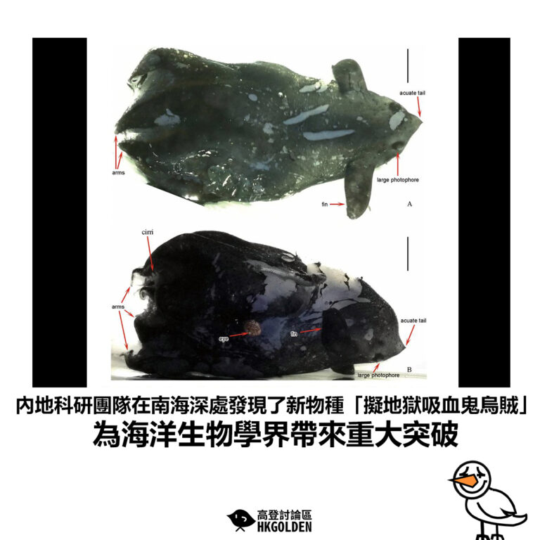 【內地科研團隊在南海深處發現了新物種「擬地獄吸血鬼烏賊」為海洋生物學界帶來重大突破】