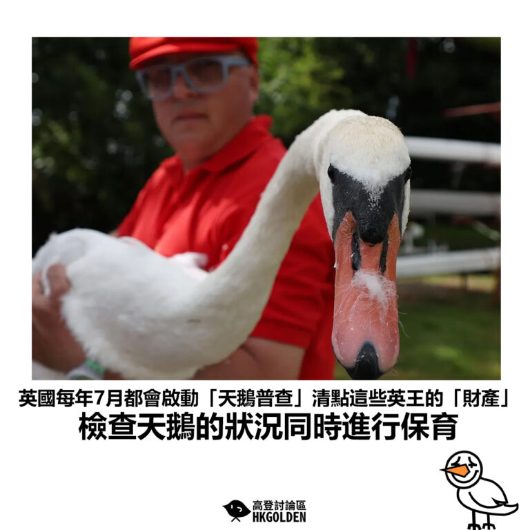 【英國每年7月都會啟動「天鵝普查」清點這些英王的「財產」檢查天鵝的狀況同時進行保育】