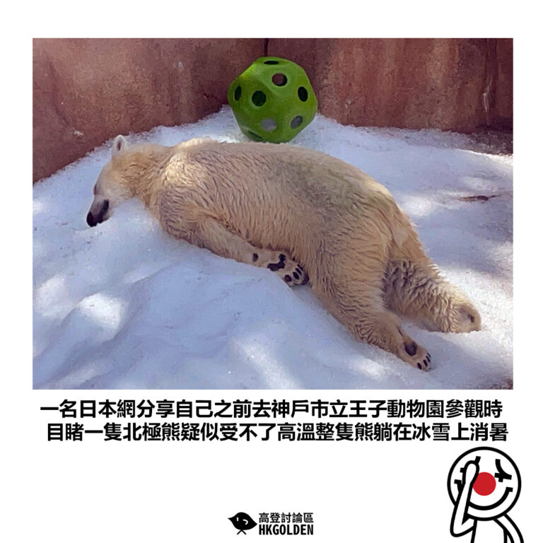 【一名日本網分享自己之前去神戶市立王子動物園參觀時 目睹一隻北極熊疑似受不了高溫整隻熊躺在冰雪上消暑】