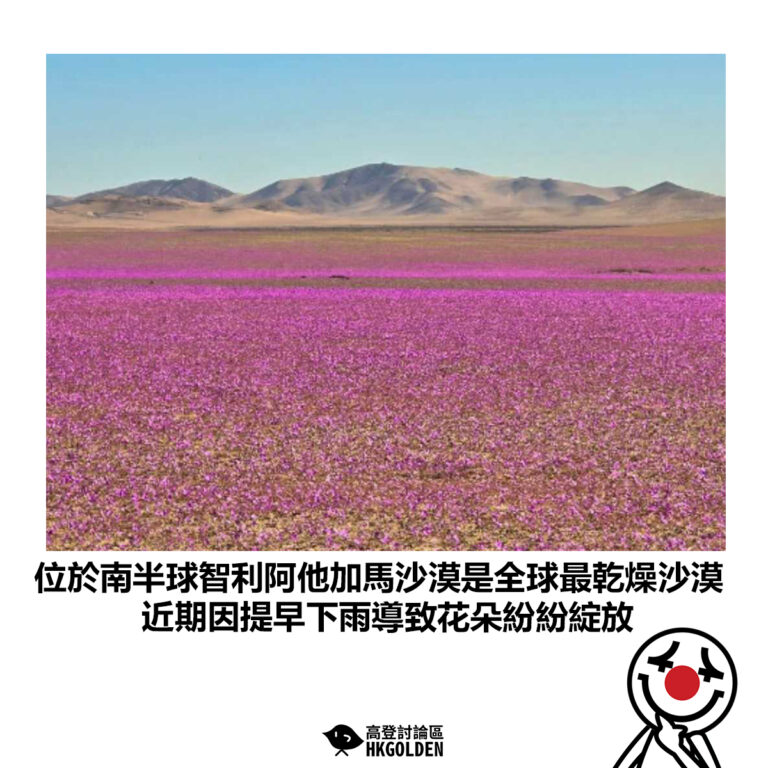 【位於南半球智利阿他加馬沙漠是全球最乾燥沙漠 近期因提早下雨導致花朵紛紛綻放】