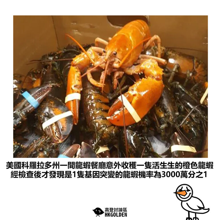 【美國科羅拉多州一間龍蝦餐廳意外收穫一隻活生生的橙色龍蝦 經檢查後才發現是1隻基因突變的龍蝦機率為3000萬分之1】