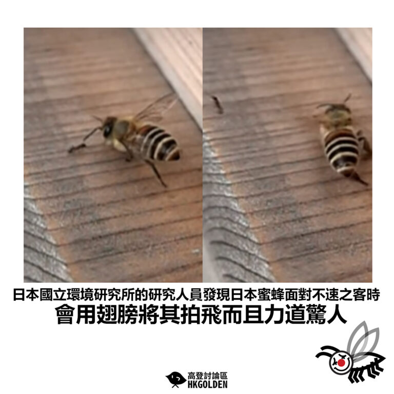 【日本國立環境研究所的研究人員發現日本蜜蜂面對不速之客時 會用翅膀將其拍飛而且力道驚人 】
