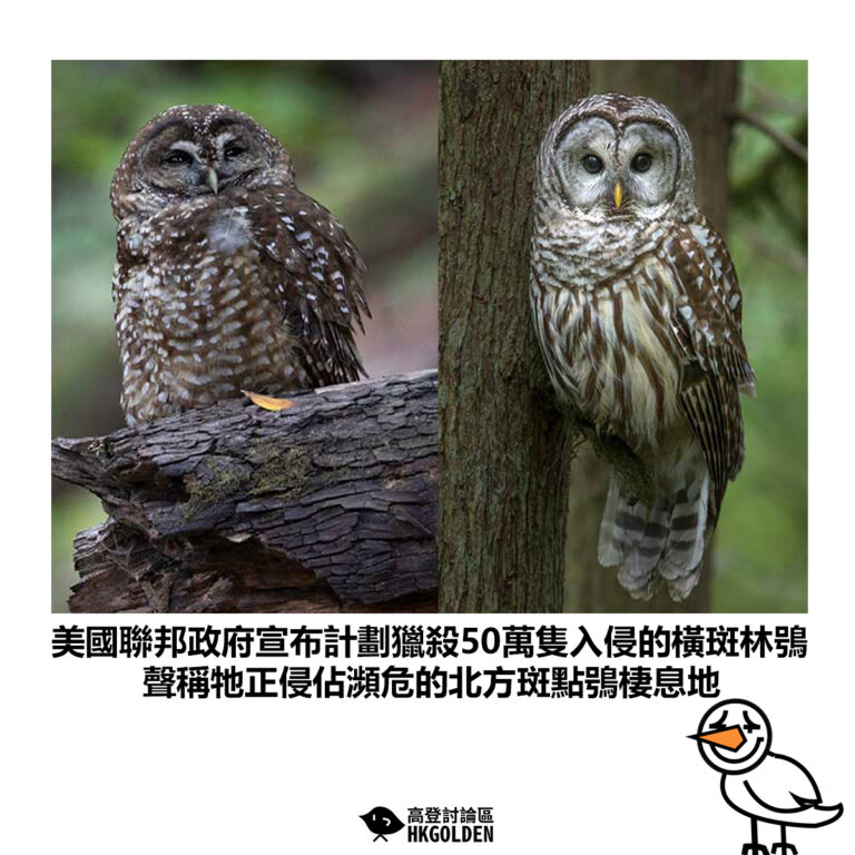 【美國聯邦政府宣布計劃獵殺50萬隻入侵的橫斑林鴞 聲稱牠正侵佔瀕危的北方斑點鴞棲息地】