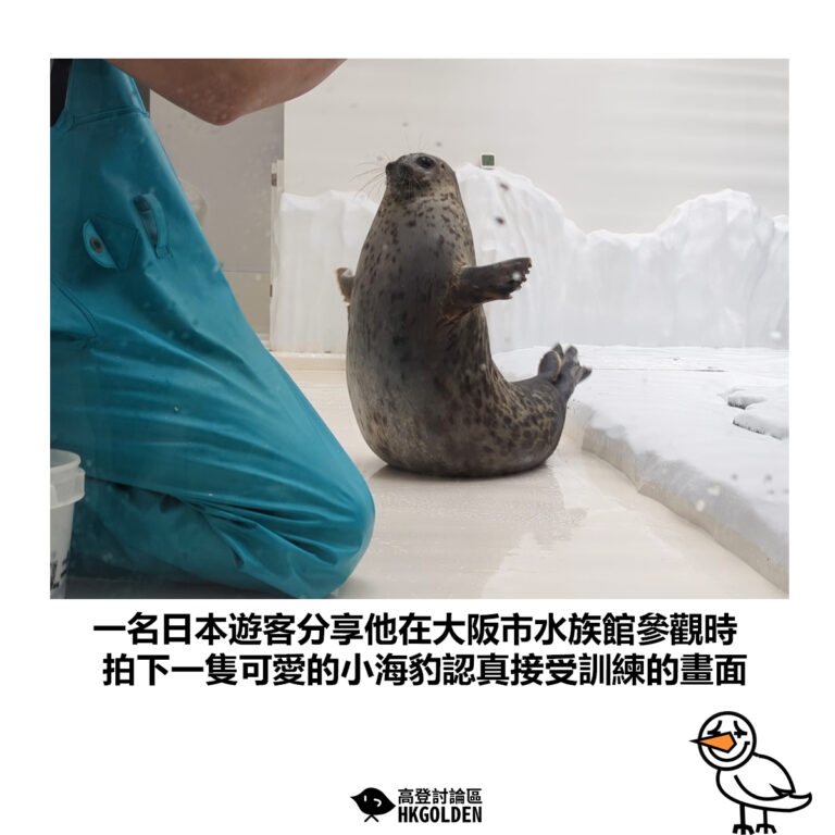 【一名日本遊客分享他在大阪市水族館參觀時 拍下一隻可愛的小海豹認真接受訓練的畫面】