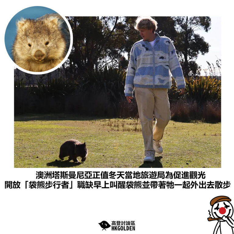 【澳洲塔斯曼尼亞正值冬天當地旅遊局為促進觀光 開放「袋熊步行者」職缺早上叫醒袋熊並帶著牠一起外出去散步】