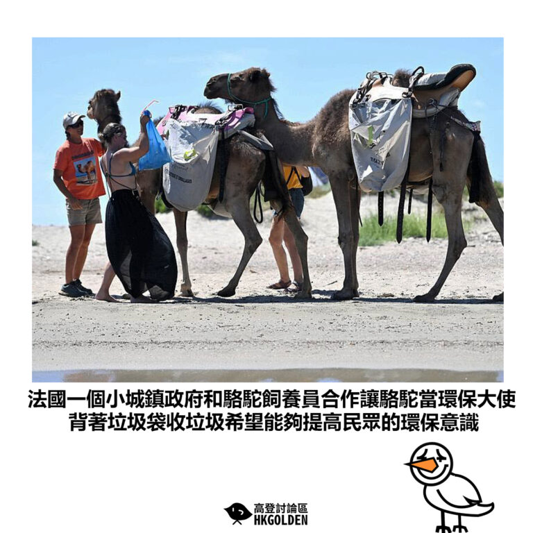 【法國一個小城鎮政府和駱駝飼養員合作讓駱駝當環保大使 背著垃圾袋收垃圾希望能夠提高民眾的環保意識】