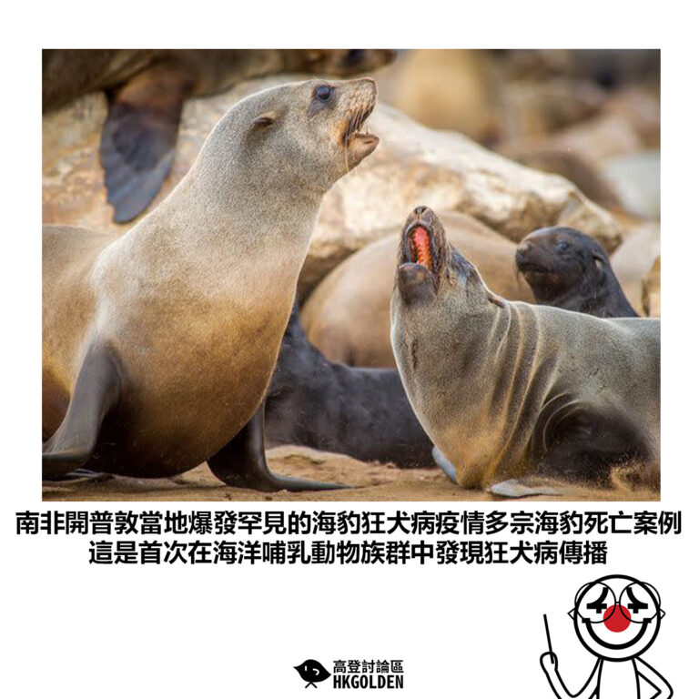 【南非開普敦當地爆發罕見的海豹狂犬病疫情多宗海豹死亡案例 這是首次在海洋哺乳動物族群中發現狂犬病傳播】
