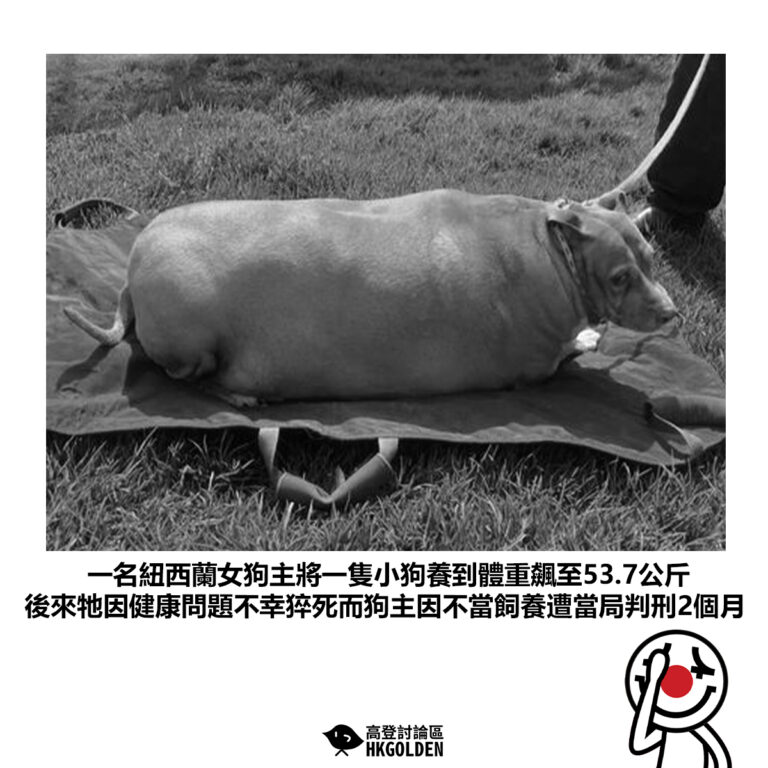 【一名紐西蘭女狗主將一隻小狗養到體重飆至53.7公斤 後來牠因健康問題不幸猝死而狗主因不當飼養遭當局判刑2個月】
