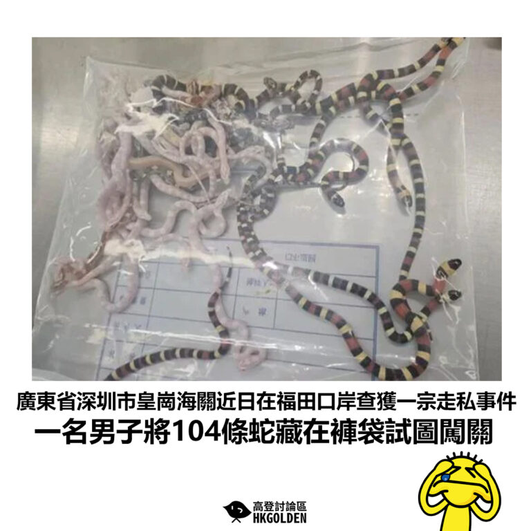 【廣東省深圳市皇崗海關近日在福田口岸查獲一宗走私事件 一名男子將104條蛇藏在褲袋試圖闖關】
