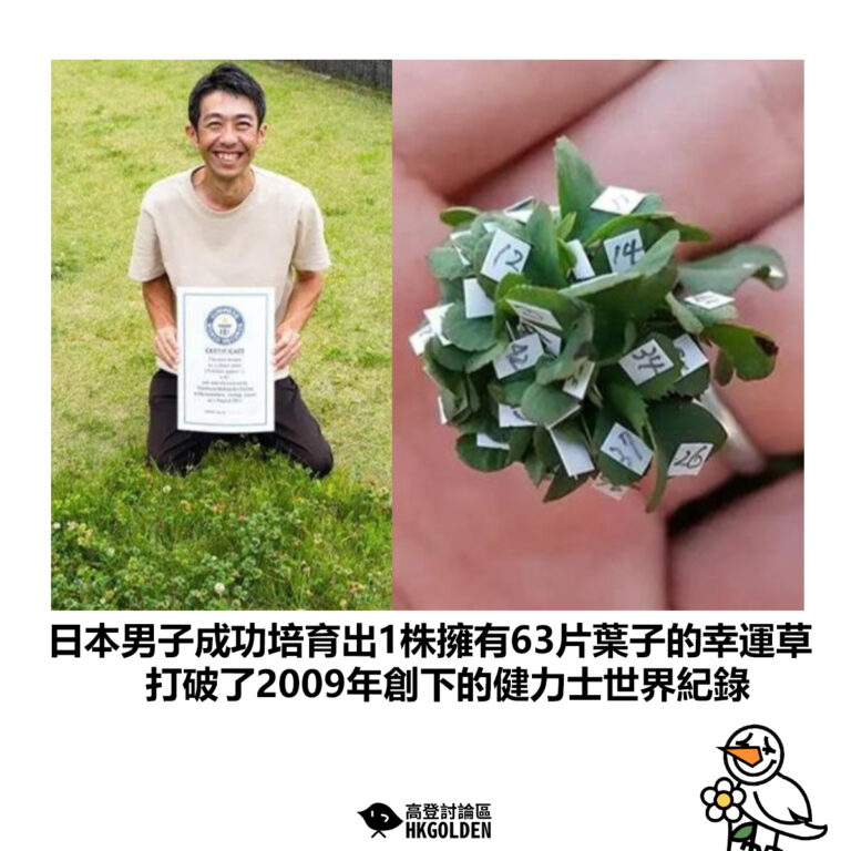 【日本男子成功培育出1株擁有63片葉子的幸運草 打破了2009年創下的健力士世界紀錄】