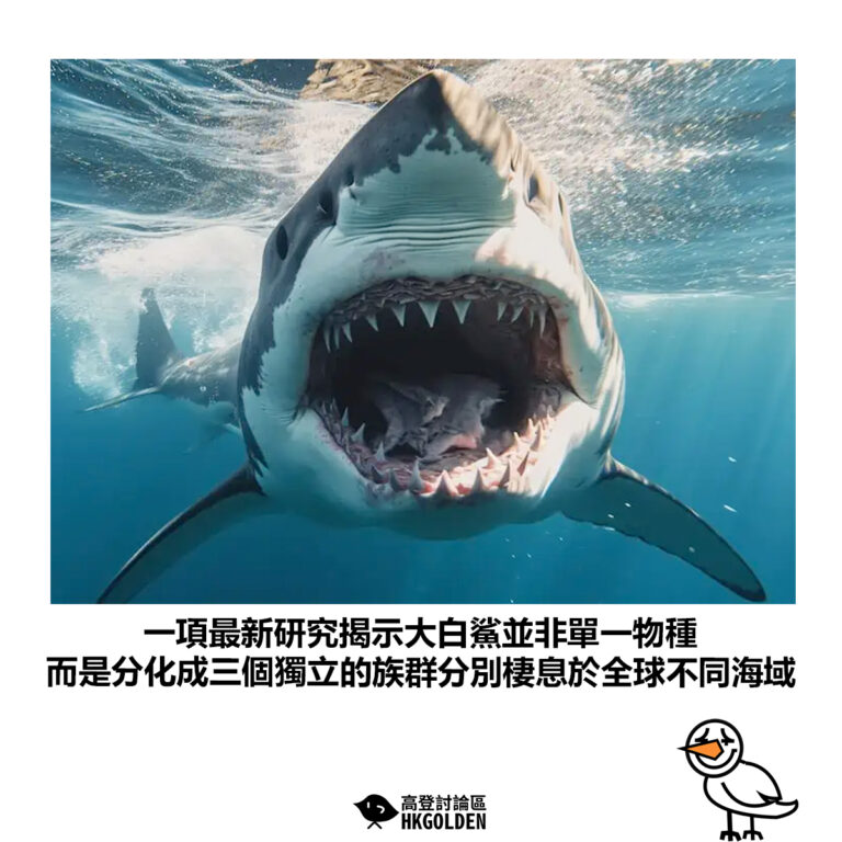 【一項最新研究揭示大白鯊並非單一物種 而是分化成三個獨立的族群分別棲息於全球不同海域】