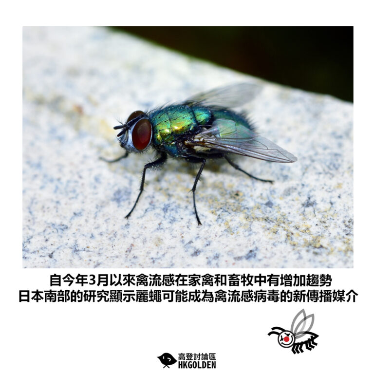 【自今年3月以來禽流感在家禽和畜牧中有增加趨勢 日本南部的研究顯示麗蠅可能成為禽流感病毒的新傳播媒介】