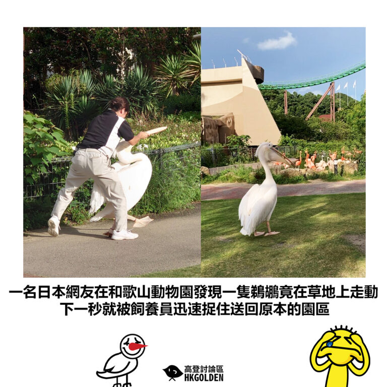 【一名日本網友在和歌山動物園發現一隻鵜鶘竟在草地上走動 下一秒就被飼養員迅速捉住送回原本的園區】