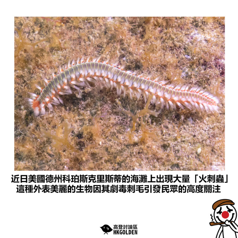 【近日美國德州科珀斯克里斯蒂的海灘上出現大量「火刺蟲」這種外表美麗的生物因其劇毒刺毛引發民眾的高度關注】