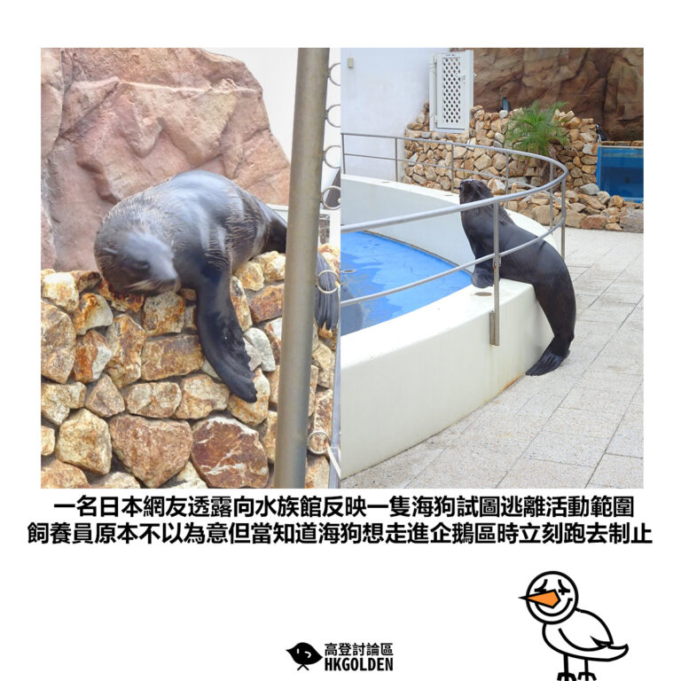 【一名日本網友透露向水族館反映一隻海狗試圖逃離活動範圍 飼養員原本不以為意但當知道海狗想走進企鵝區時立刻跑去制止】