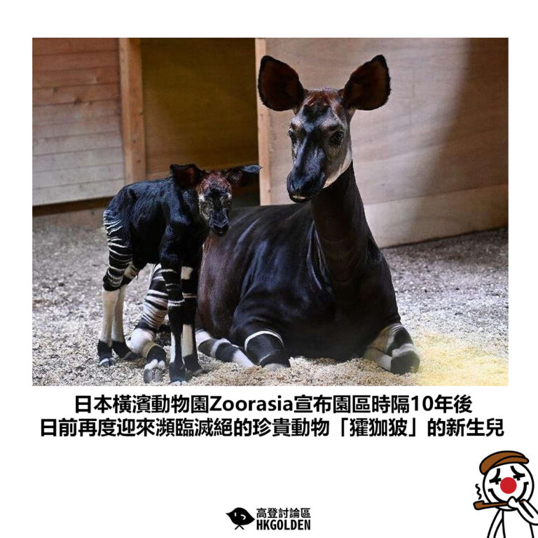 【日本橫濱動物園Zoorasia宣布園區時隔10年後 日前再度迎來瀕臨滅絕的珍貴動物「㺢㹢狓」的新生兒】