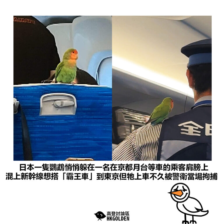 【日本一隻鸚鵡悄悄躲在一名在京都月台等車的乘客肩膀上 混上新幹線想搭「霸王車」到東京但牠上車不久被警衛當場拘捕】