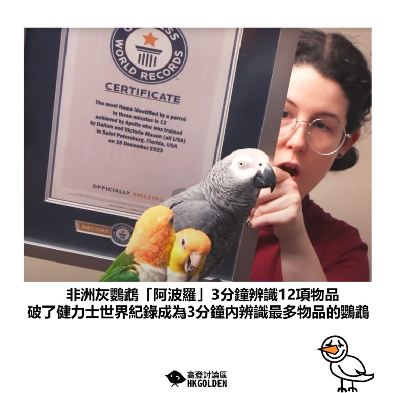 【非洲灰鸚鵡「阿波羅」3分鐘辨識12項物品 破了健力士世界紀錄成為3分鐘內辨識最多物品的鸚鵡】