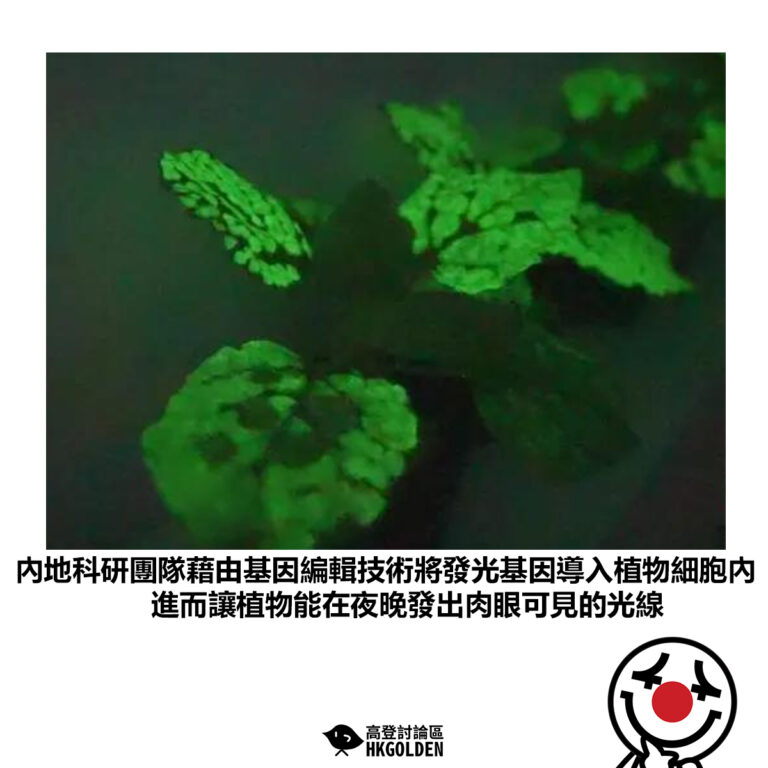 【內地科研團隊藉由基因編輯技術將發光基因導入植物細胞內 進而讓植物能在夜晚發出肉眼可見的光線】