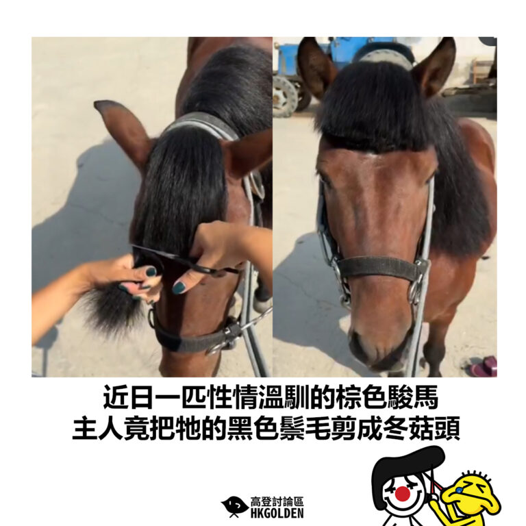 【近日一匹性情溫馴的棕色駿馬 主人竟把牠的黑色鬃毛剪成冬菇頭】