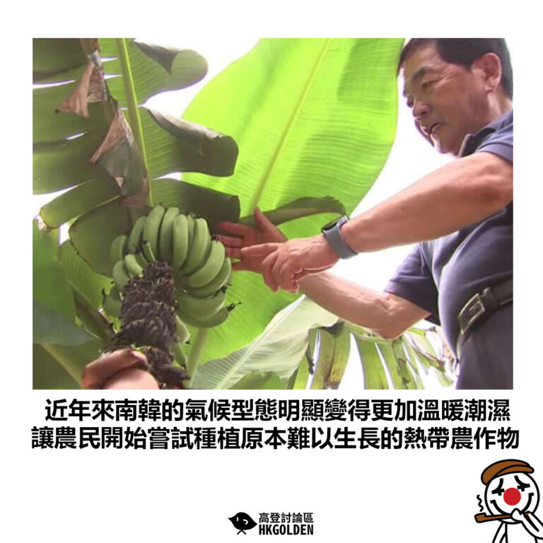 【近年來南韓的氣候型態明顯變得更加溫暖潮濕 讓農民開始嘗試種植原本難以生長的熱帶農作物】