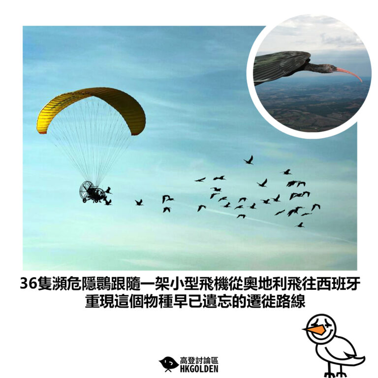 【36隻瀕危隱䴉跟隨一架小型飛機從奧地利飛往西班牙 重現這個物種早已遺忘的遷徙路線】