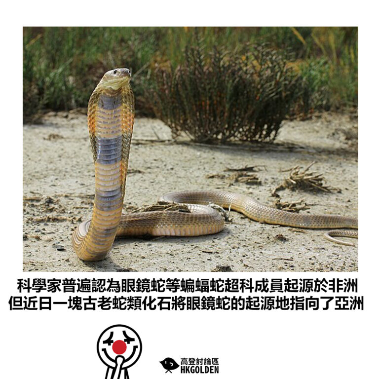 【科學家普遍認為眼鏡蛇等蝙蝠蛇超科成員起源於非洲 但近日一塊古老蛇類化石將眼鏡蛇的起源地指向了亞洲】