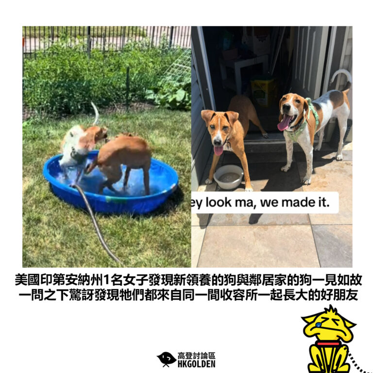 【美國印第安納州1名女子發現新領養的狗與鄰居家的狗一見如故 一問之下驚訝發現牠們都來自同一間收容所一起長大的好朋友】