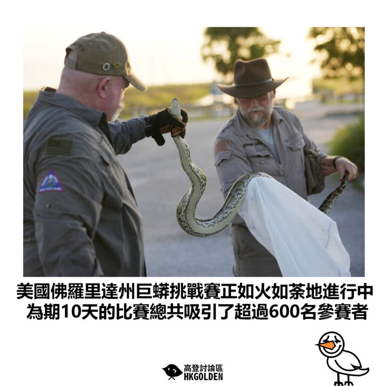 【美國佛羅里達州巨蟒挑戰賽正如火如荼地進行中 為期10天的比賽總共吸引了超過600名參賽者】