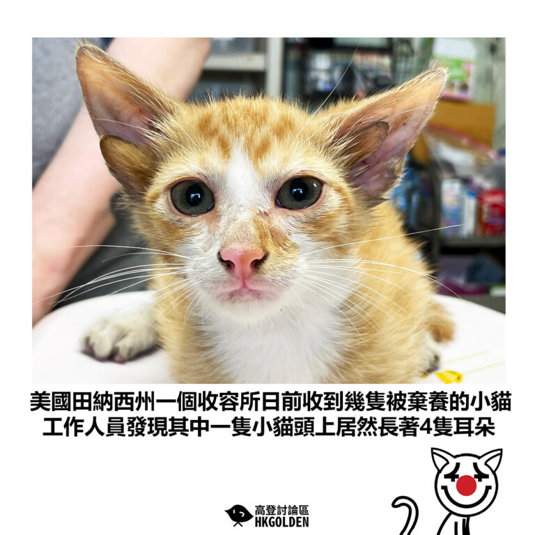【美國田納西州一個收容所日前收到幾隻被棄養的小貓 工作人員發現其中一隻小貓頭上居然長著4隻耳朵】