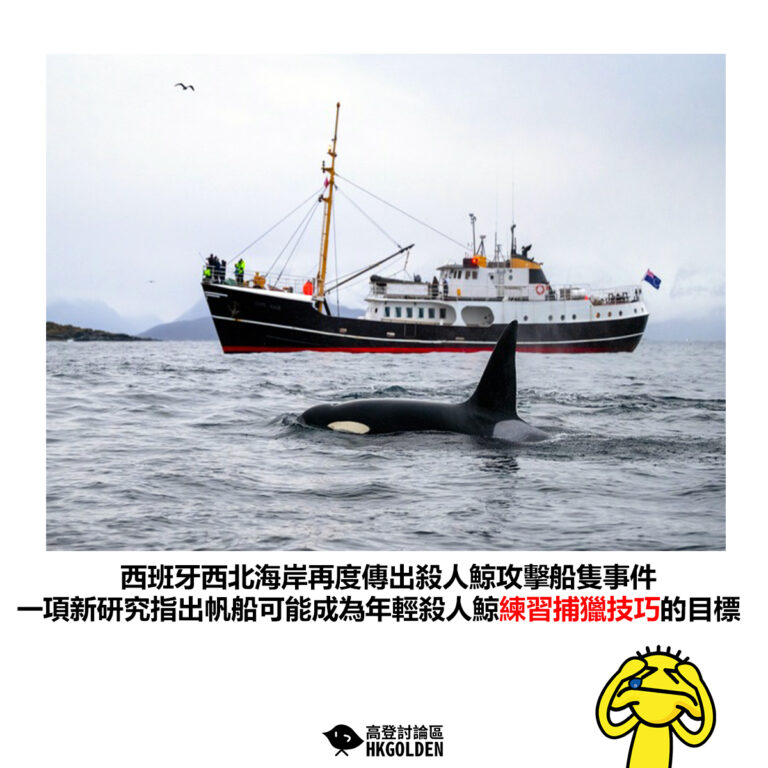 【西班牙西北海岸再度傳出殺人鯨攻擊船隻事件 一項新研究指出帆船可能成為年輕殺人鯨練習捕獵技巧的目標】
