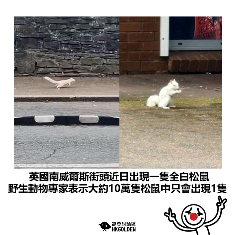 【英國南威爾斯街頭近日出現一隻全白松鼠  野生動物專家表示大約10萬隻松鼠中只會出現1隻】