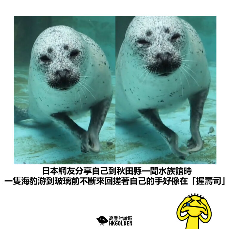 【日本網友分享自己到秋田縣一間水族館時 一隻海豹游到玻璃前不斷來回搓著自己的手好像在「握壽司」】